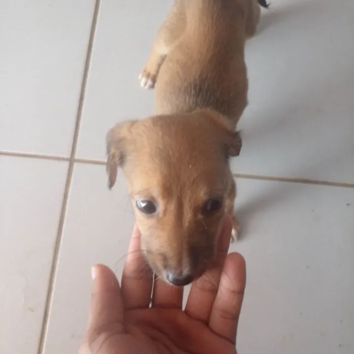 Cachorro ra a SRD-ViraLata idade 2 a 6 meses nome Filhotes 