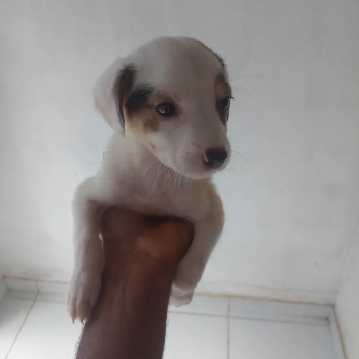 Cachorro ra a SRD-ViraLata idade 2 a 6 meses nome Filhotes 