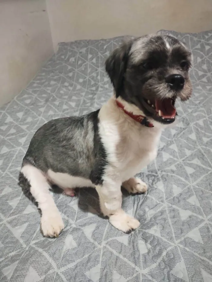 Cachorro ra a SRD-ViraLata idade 1 ano nome Leopoldo