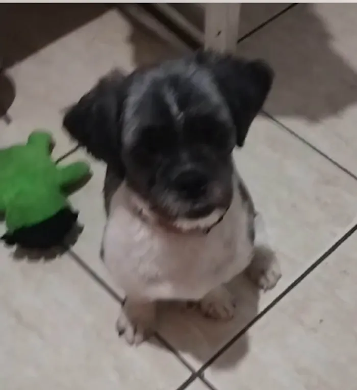 Cachorro ra a SRD-ViraLata idade 1 ano nome Leopoldo