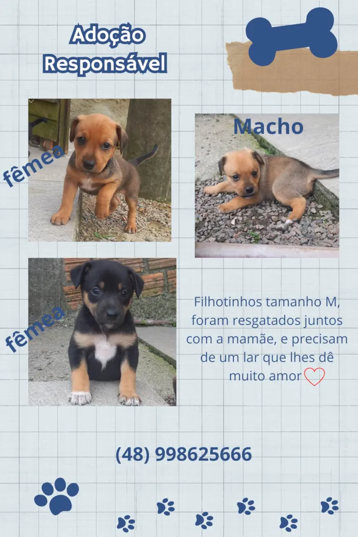 Cachorro ra a SRD-ViraLata idade Abaixo de 2 meses nome Sem nome