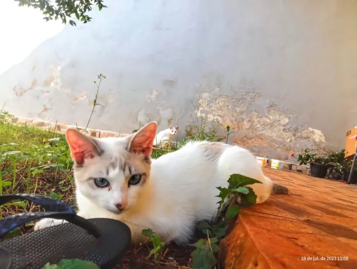 Gato ra a SRD-ViraLata idade 2 anos nome Cristal