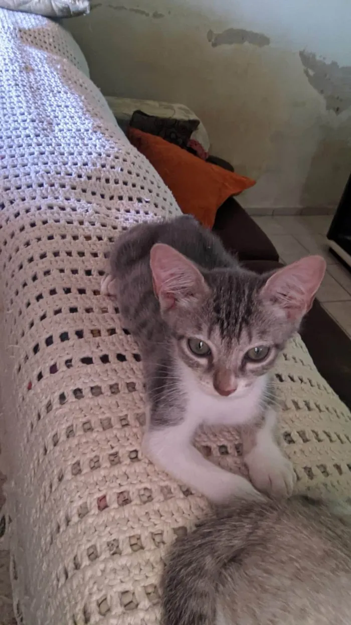 Gato ra a SRD-ViraLata idade 2 a 6 meses nome (Sem nome)