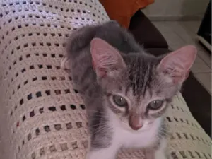 Gato raça SRD-ViraLata idade 2 a 6 meses nome (Sem nome)