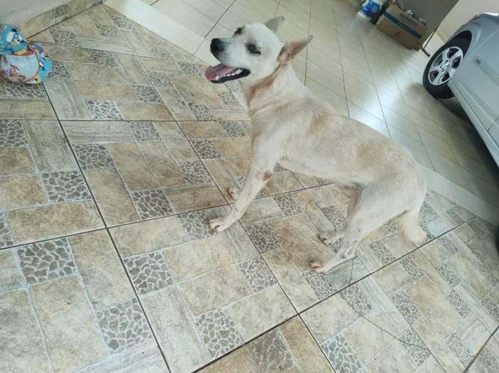 Cachorro ra a Labrador idade 1 ano nome Branco 992507723