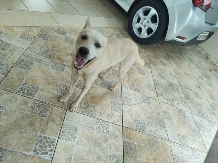 Cachorro ra a Labrador idade 1 ano nome Branco 992507723