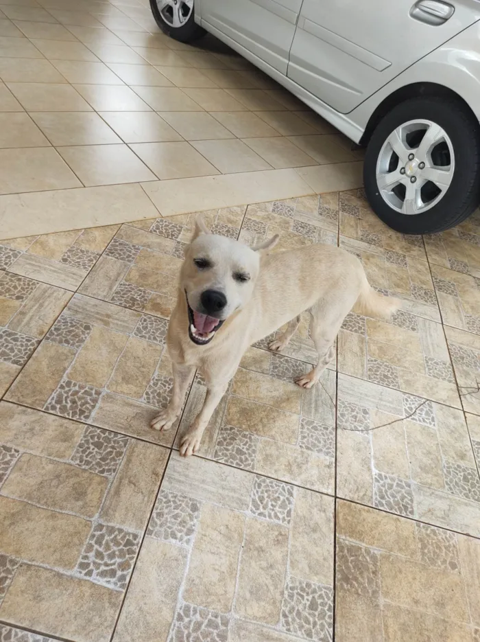 Cachorro ra a Labrador idade 1 ano nome Branco 992507723