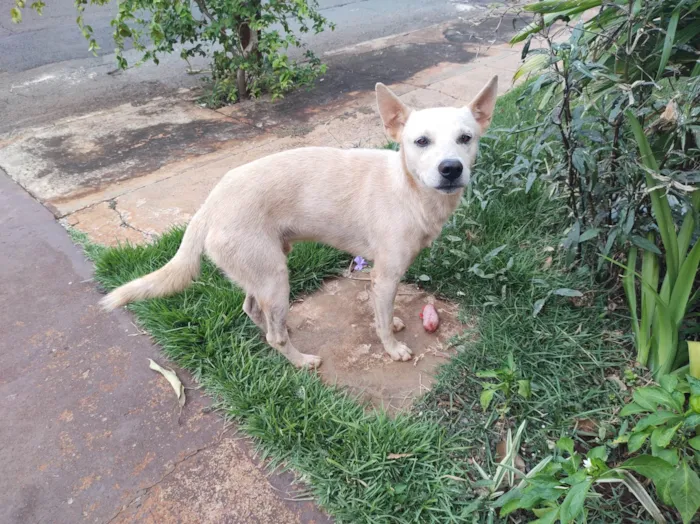 Cachorro ra a Labrador idade 1 ano nome Branco 992507723