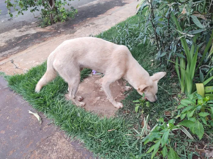 Cachorro ra a Labrador idade 1 ano nome Branco 992507723