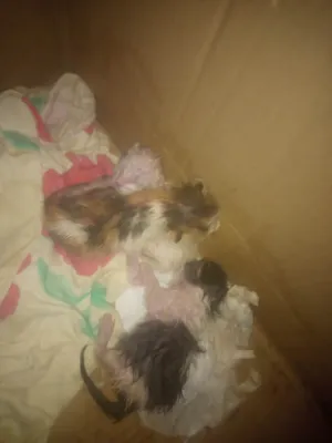 Gato raça SRD-ViraLata idade Abaixo de 2 meses nome Filhotes abandonados 