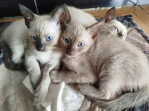 Gato raça Siamês idade Abaixo de 2 meses nome Sem nome