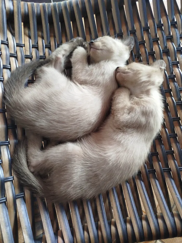 Gato ra a Siamês idade Abaixo de 2 meses nome Sem nome