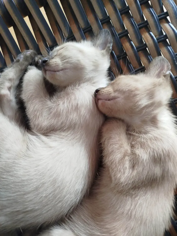 Gato ra a Siamês idade Abaixo de 2 meses nome Sem nome