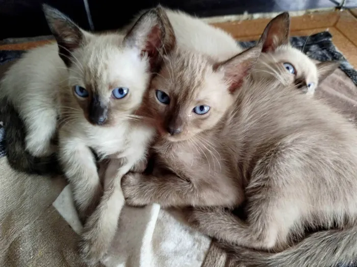 Gato ra a Siamês idade Abaixo de 2 meses nome Sem nome