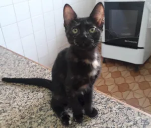 Gato raça SRD-ViraLata idade 2 a 6 meses nome Sofie