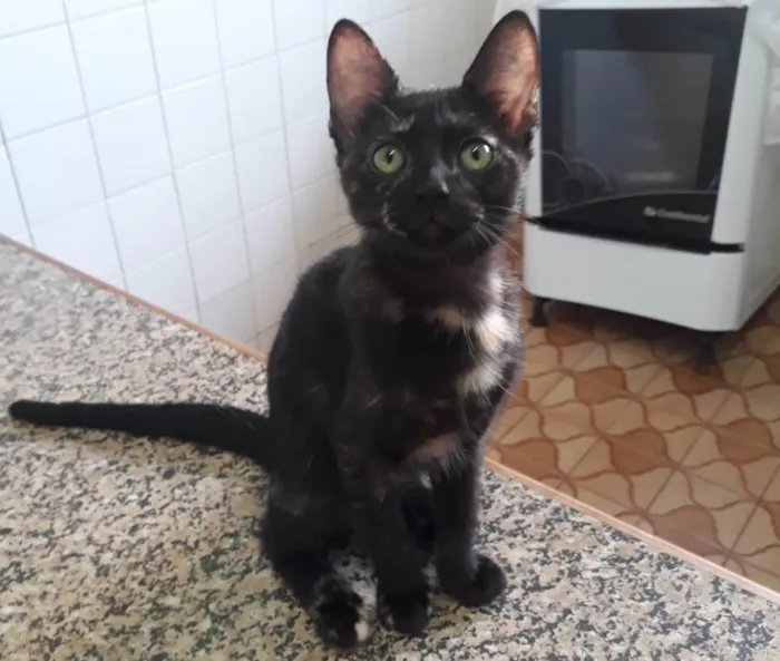 Gato ra a SRD-ViraLata idade 2 a 6 meses nome Sofie