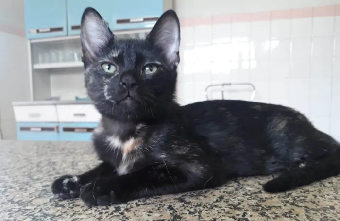 Gato ra a SRD-ViraLata idade 2 a 6 meses nome Sofie