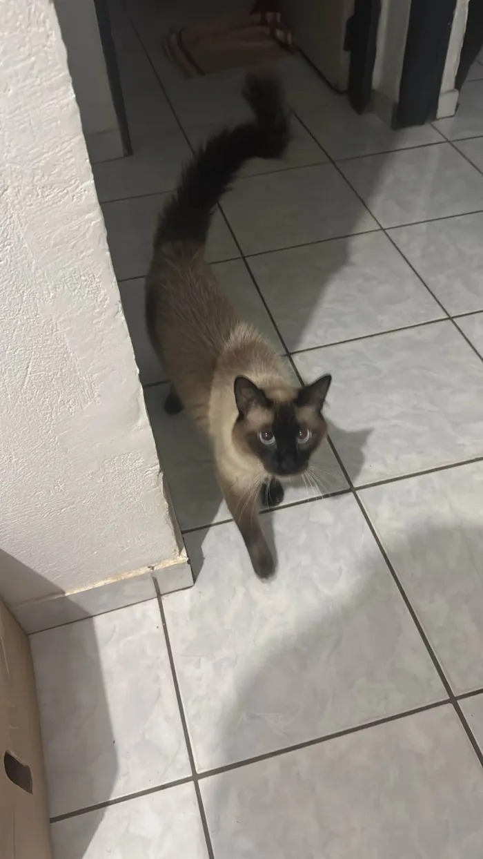 Gato ra a Siamês idade 2 anos nome Léo 