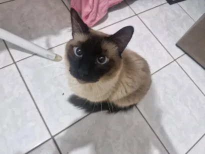 Gato raça Siamês idade 2 anos nome Léo 