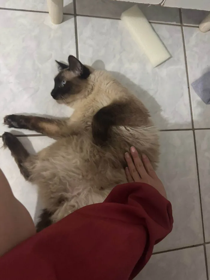 Gato ra a Siamês idade 2 anos nome Léo 