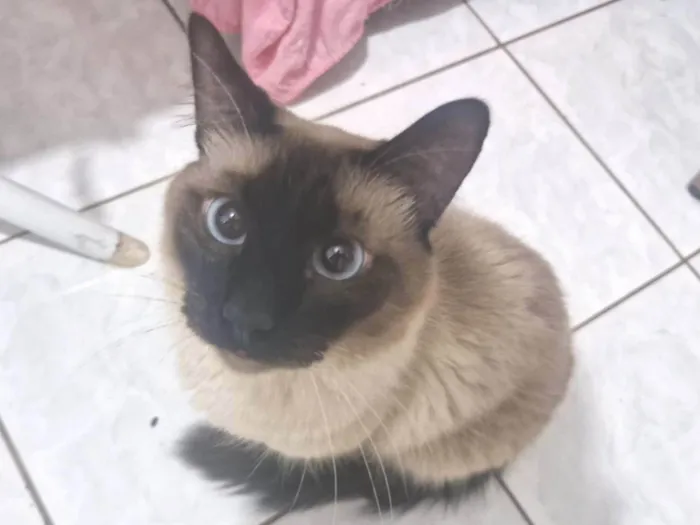 Gato ra a Siamês idade 2 anos nome Léo 