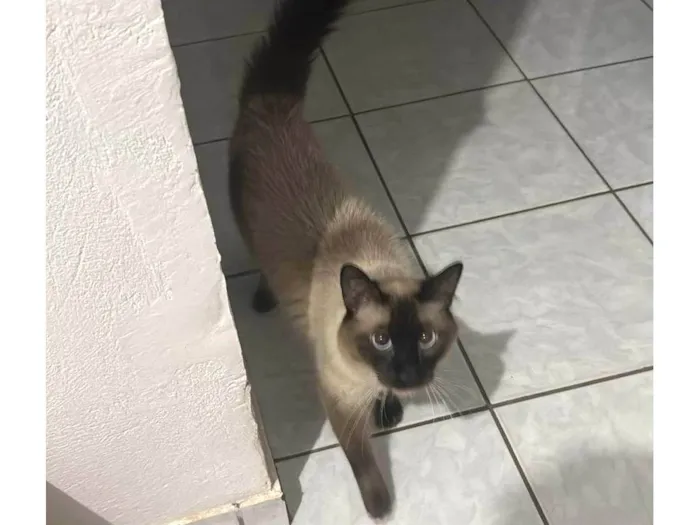 Gato ra a Siamês idade 2 anos nome Léo 