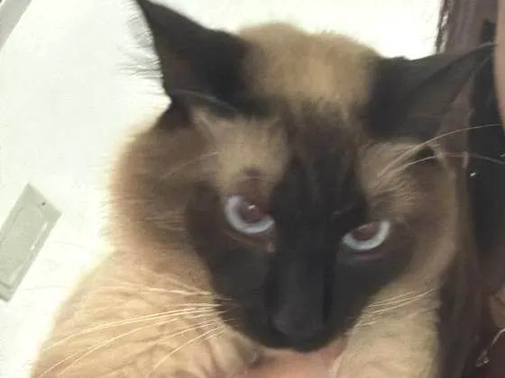 Gato ra a Siamês idade 2 anos nome Léo 