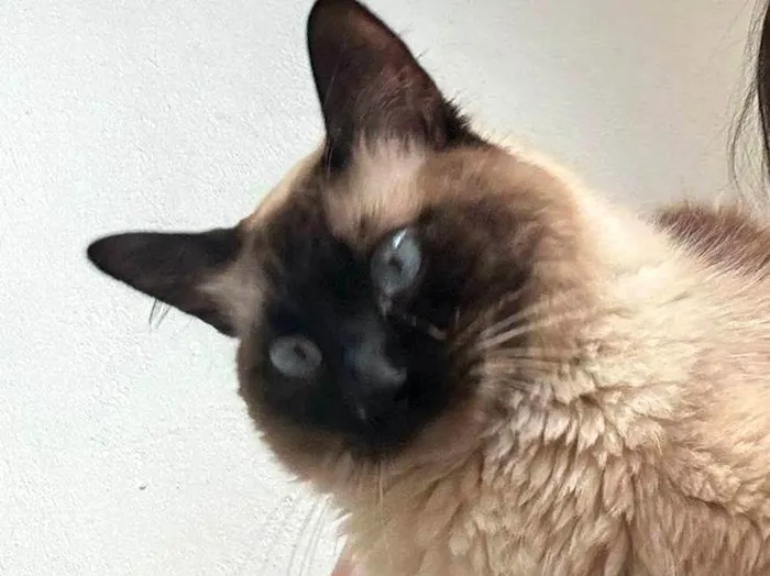 Gato ra a Siamês idade 2 anos nome Léo 