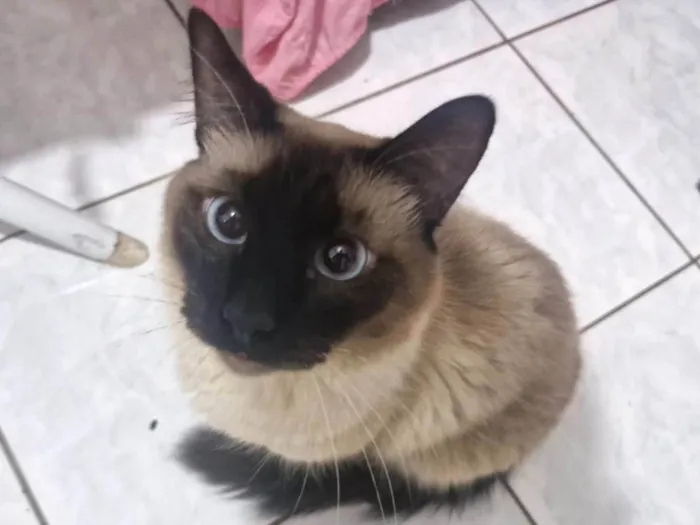 Gato ra a Siamês idade 2 anos nome Léo 