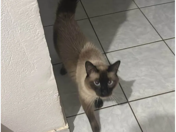 Gato ra a Siamês idade 2 anos nome Léo 