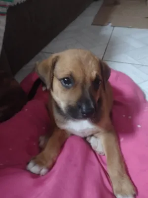 Cachorro raça SRD-ViraLata idade Abaixo de 2 meses nome Caramelo