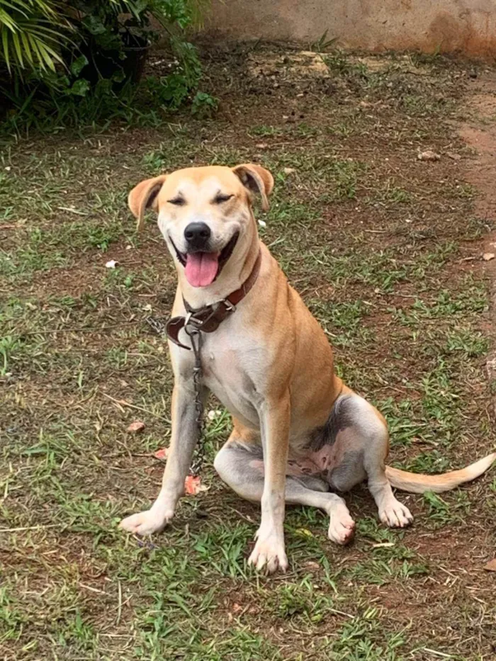 Cachorro ra a SRD-ViraLata idade 7 a 11 meses nome Laila