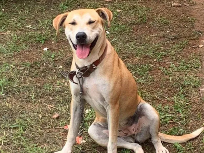 Cachorro ra a SRD-ViraLata idade 7 a 11 meses nome Laila