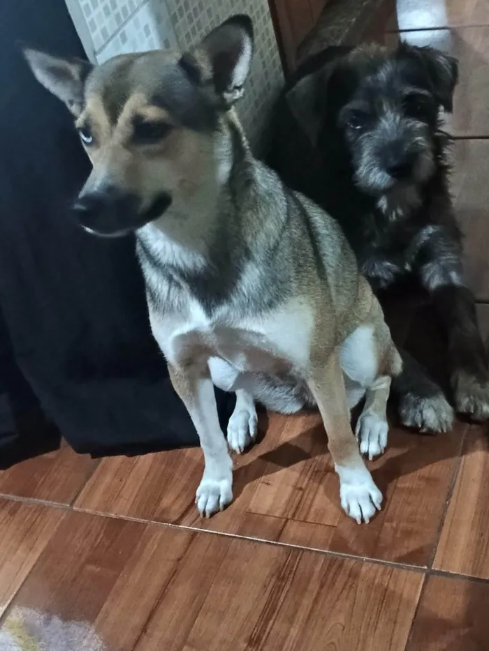 Cachorro ra a SRD-ViraLata idade 5 anos nome Luna e Max