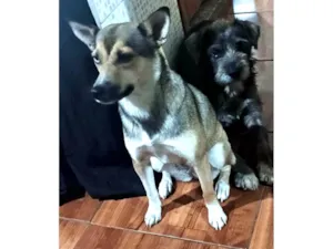 Cachorro raça SRD-ViraLata idade 5 anos nome Luna e Max