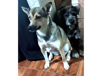 Cachorro raça SRD-ViraLata idade 5 anos nome Luna e Max