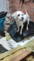 Pipoca