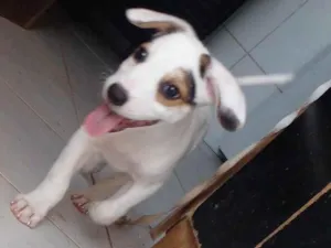 Cachorro raça SRD-ViraLata idade 2 a 6 meses nome Filhotes 