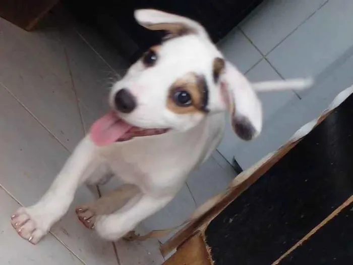 Cachorro ra a SRD-ViraLata idade 2 a 6 meses nome Filhotes 