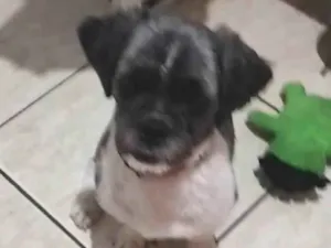 Cachorro raça SRD-ViraLata idade 1 ano nome Leopoldo