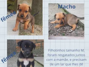 Cachorro raça SRD-ViraLata idade Abaixo de 2 meses nome Sem nome