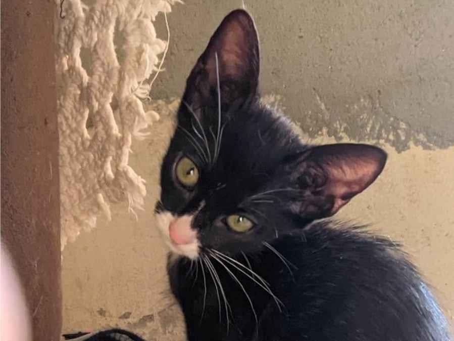 Gato raça SRD-ViraLata idade 1 ano nome Pretinho