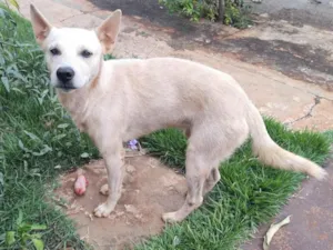 Cachorro raça Labrador idade 1 ano nome Branco 992507723