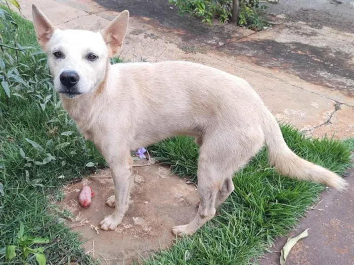 Cachorro ra a Labrador idade 1 ano nome Branco 992507723