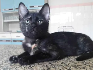 Gato raça SRD-ViraLata idade 2 a 6 meses nome Sofie