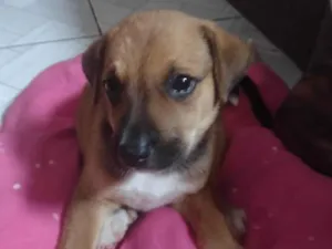 Cachorro raça SRD-ViraLata idade Abaixo de 2 meses nome Caramelo