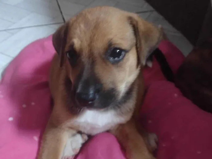 Cachorro ra a SRD-ViraLata idade Abaixo de 2 meses nome Caramelo