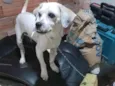 Pipoca