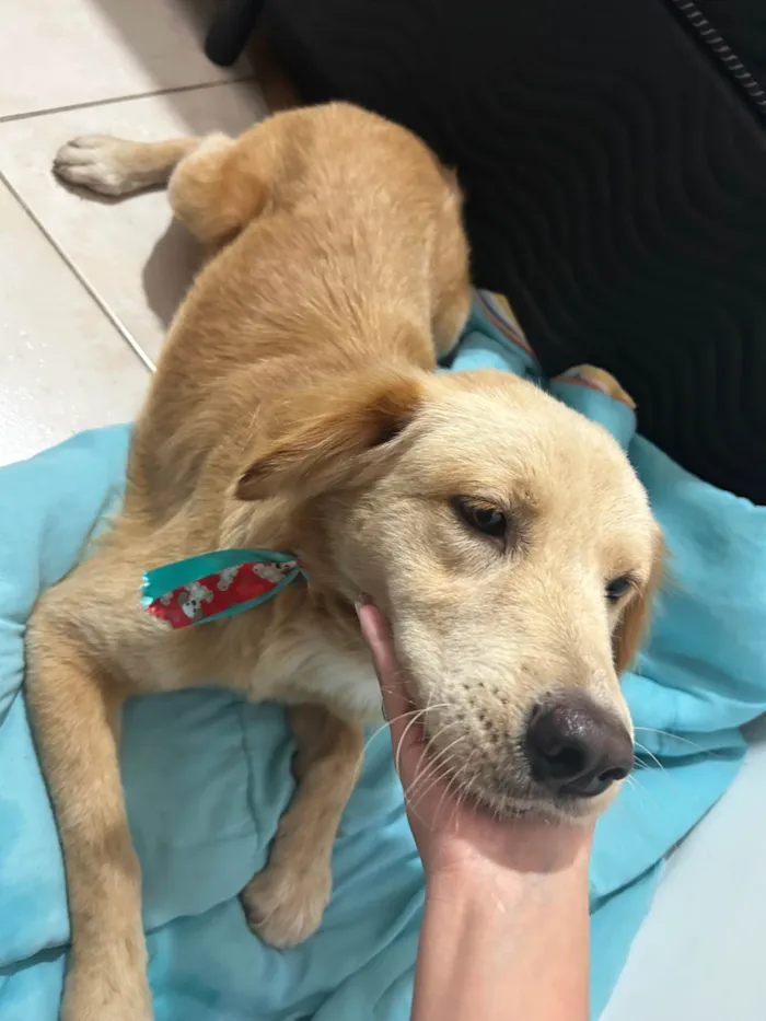 Cachorro ra a SRD-ViraLata idade 2 anos nome Apollo