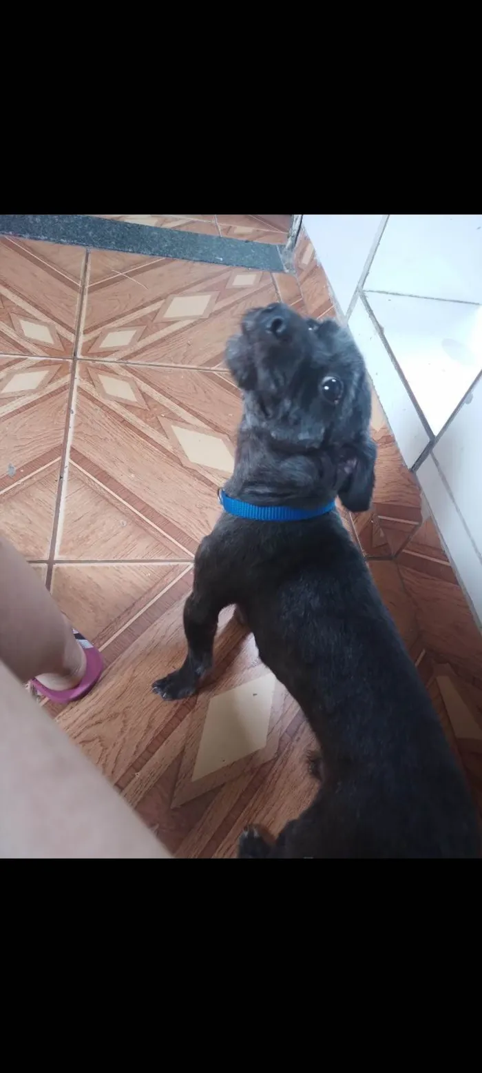 Cachorro ra a SRD-ViraLata idade 2 anos nome Lupi 